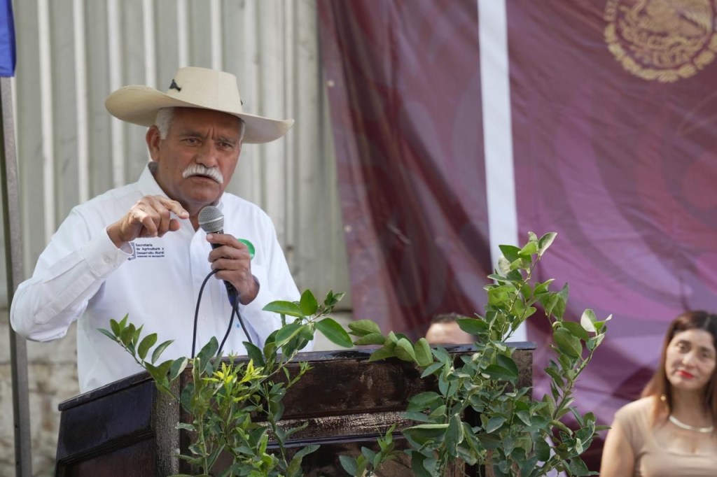 Plan Michoacán: Productores de limón recibirán 150 mil plantas certificadas este año: Sader
