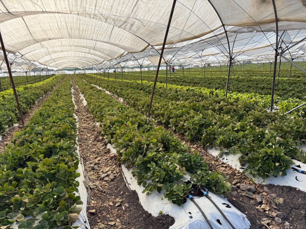 Productores de berries tendrán acceso a créditos de más de un mdp: Sader