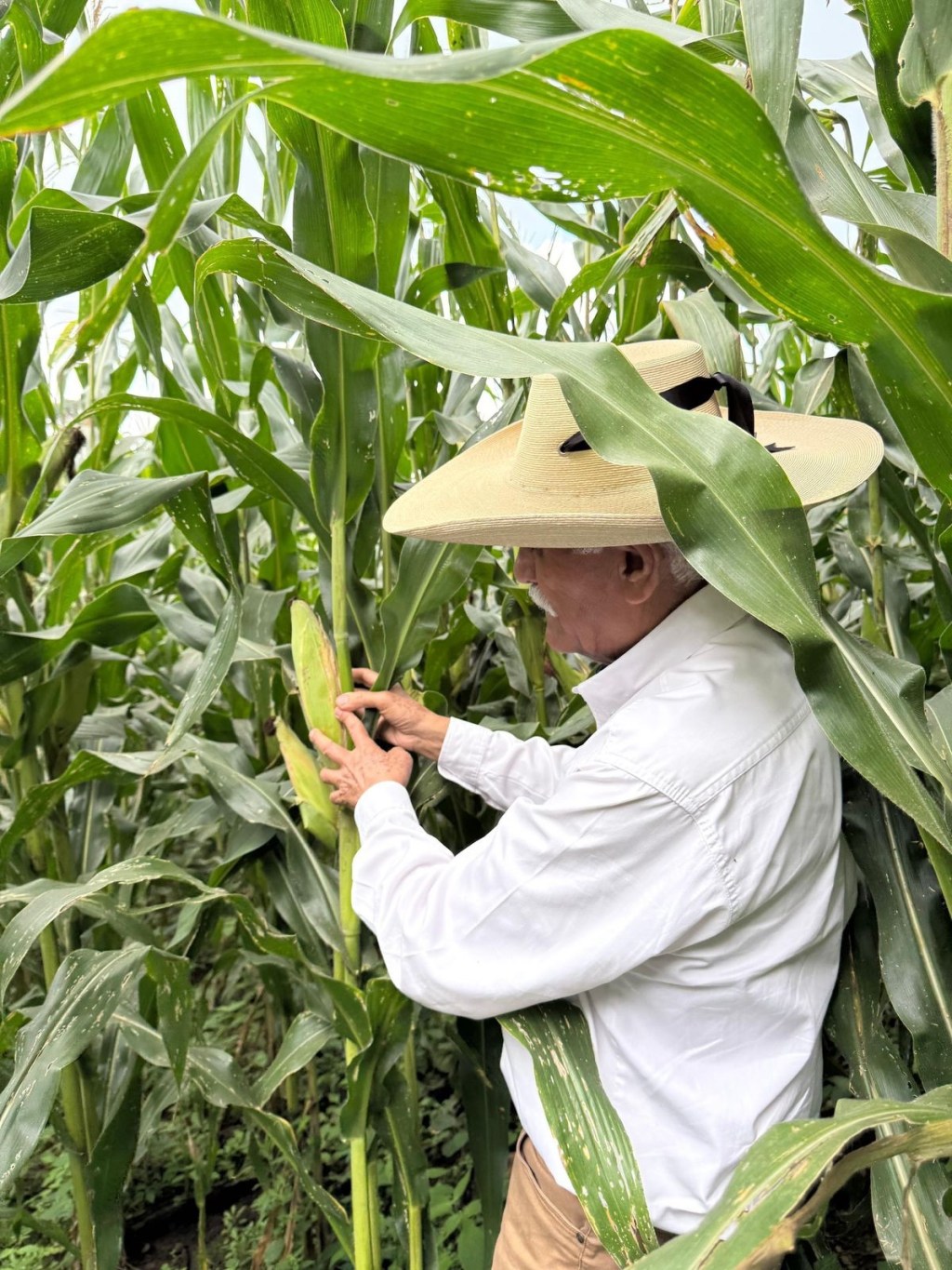 Casi 12 mil productores beneficiados con incentivos para maíz blanco en&nbsp;Michoacán