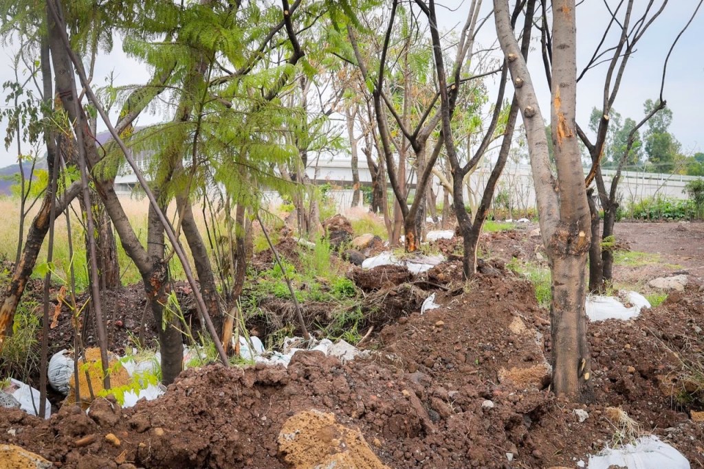 Morebús no retirará 613 árboles durante su proceso de construcción