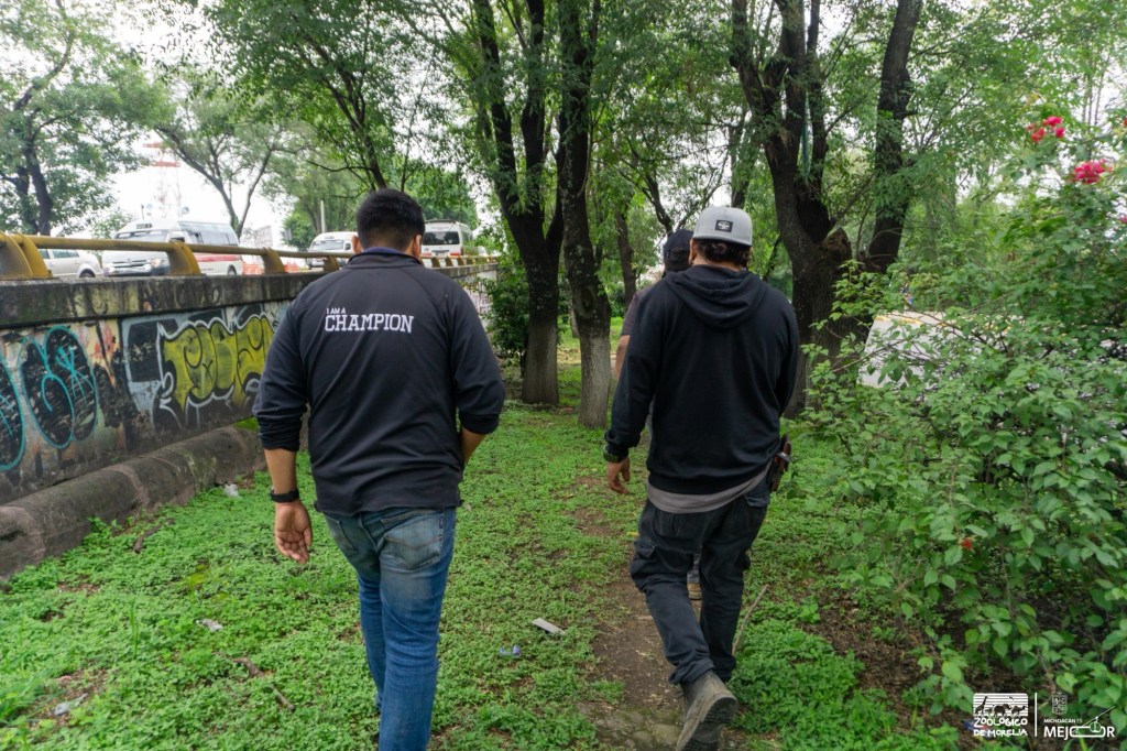 Zoológico de Morelia mantiene vigilancia para la fauna en la zona de Tres Puentes