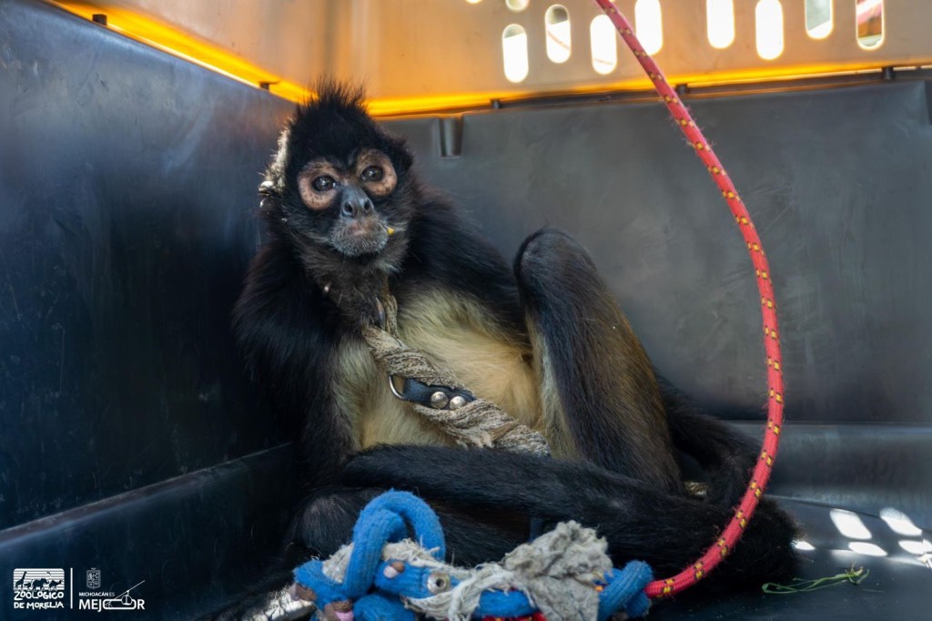 Resguarda Zoológico de Morelia a mono araña rescatado en Nueva Italia